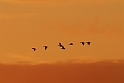 Greylag geese  at sunset - D